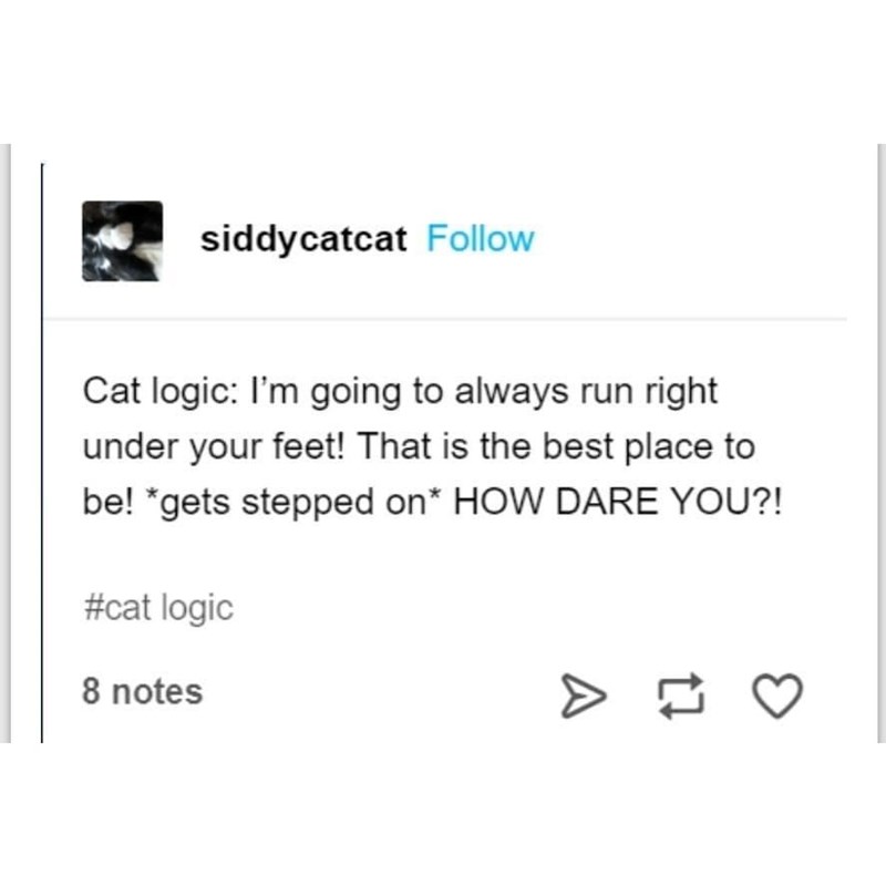 siddycatcat Follow Cat logic: I'm going to always run right under your feet! That is the best place to be! *gets stepped on* HOW DARE YOU?! #cat logic 8 notes 17
