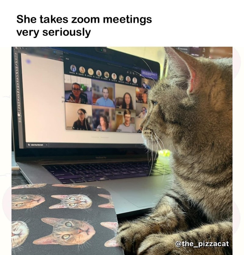 She takes zoom meetings very seriously @the_pizzacat