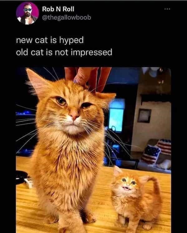 Rob N Roll @thegallowboob new cat is hyped old cat is not impressed