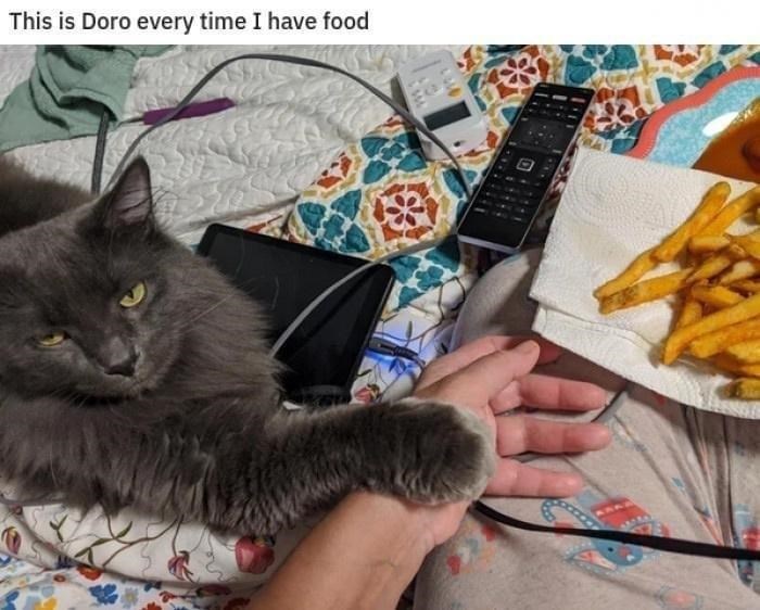 This is Doro every time I have food 1111