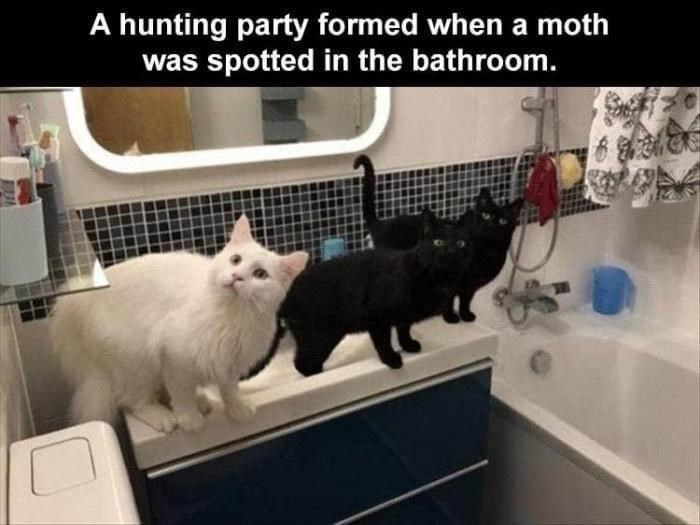 A hunting party formed when a moth was spotted in the bathroom. 16