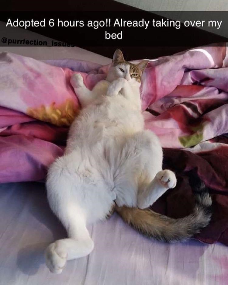 Adopted 6 hours ago!! Already taking over my @purrfection issues bed
