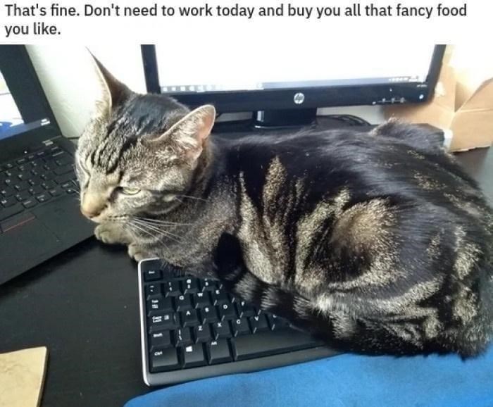 That's fine. Don't need to work today and buy you all that fancy food you like.