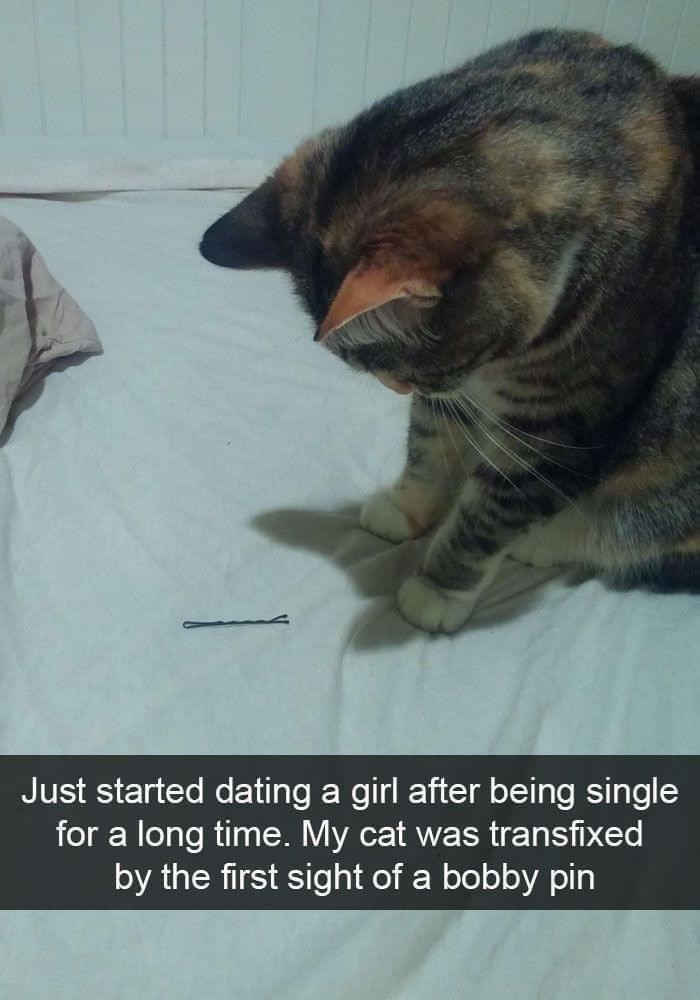 Just started dating a girl after being single for a long time. My cat was transfixed by the first sight of a bobby pin