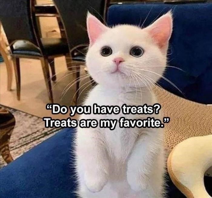 "Do you have treats? Treats are my favorite."