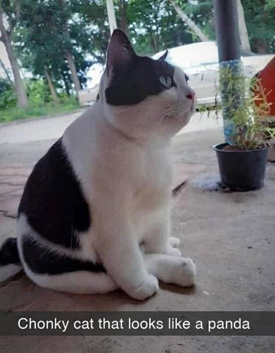 Chonky cat that looks like a panda