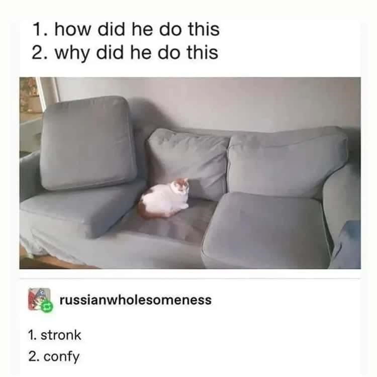 1. how did he do this 2. why did he do this russianwholesomeness 1. stronk 2. confy