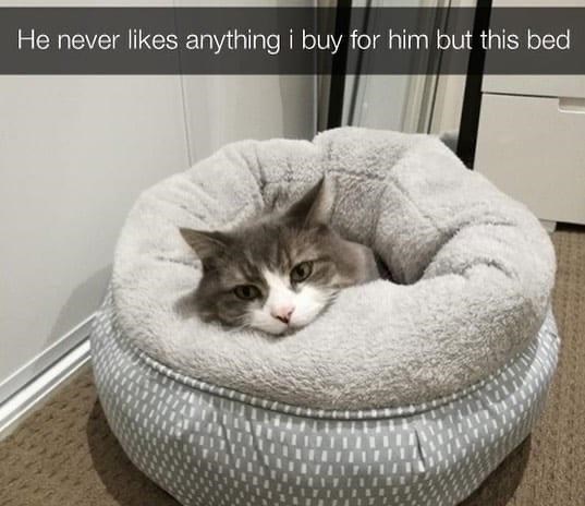 He never likes anything i buy for him but this bed