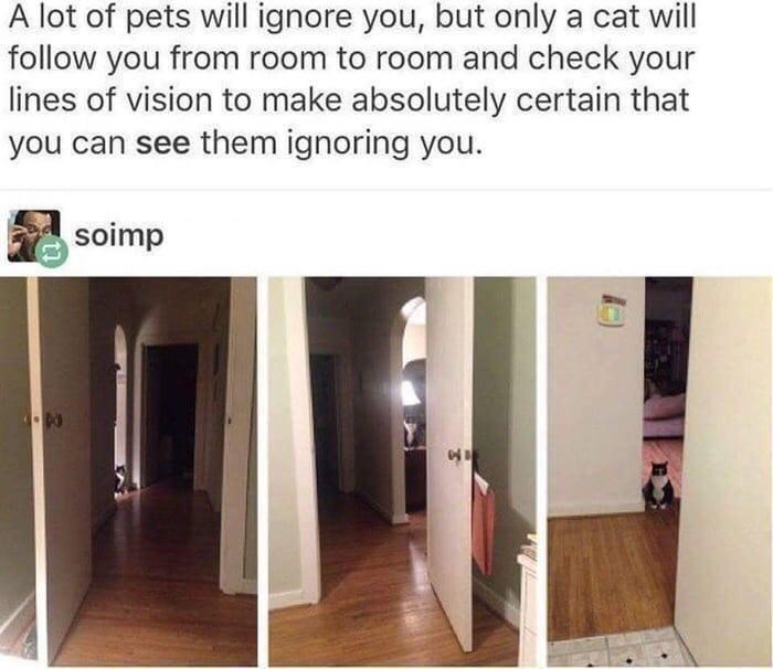A lot of pets will ignore you, but only a cat will follow you from room to room and check your lines of vision to make absolutely certain that you can see them ignoring you. soimp 어마