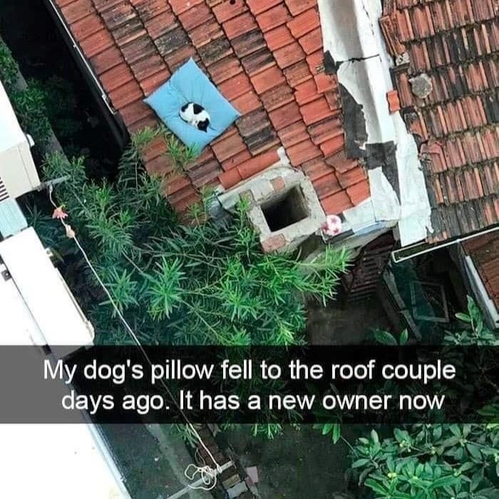 My dog's pillow fell to the roof couple days ago. It has a new owner now