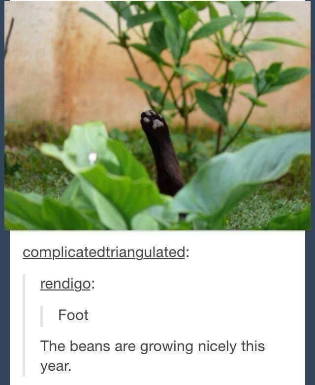 complicatedtriangulated: rendigo: Foot The beans are growing nicely this year.