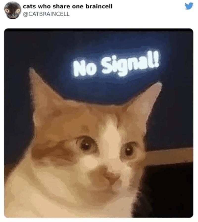 cats who share one braincell @CATBRAINCELL No Signal!