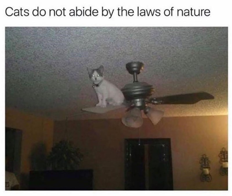 Cats do not abide by the laws of nature.