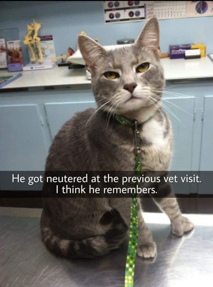 He got neutered at the previous vet visit. I think he remembers.
