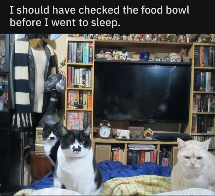 I should have checked the food bowl before I went to sleep. MOLOGY 103