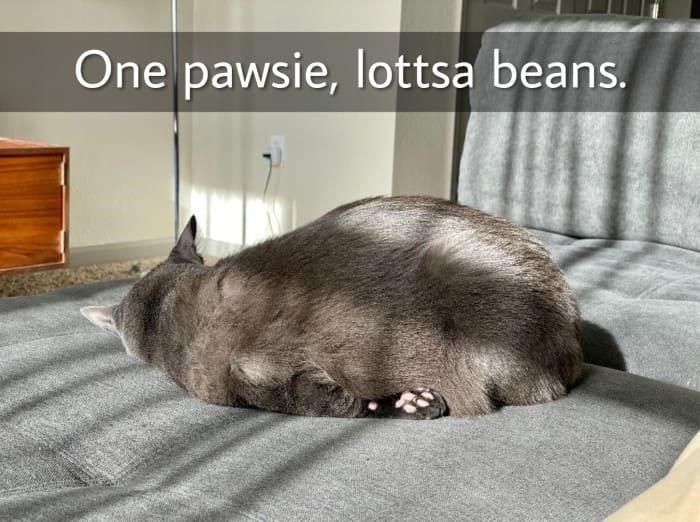 One pawsie, lottsa beans.
