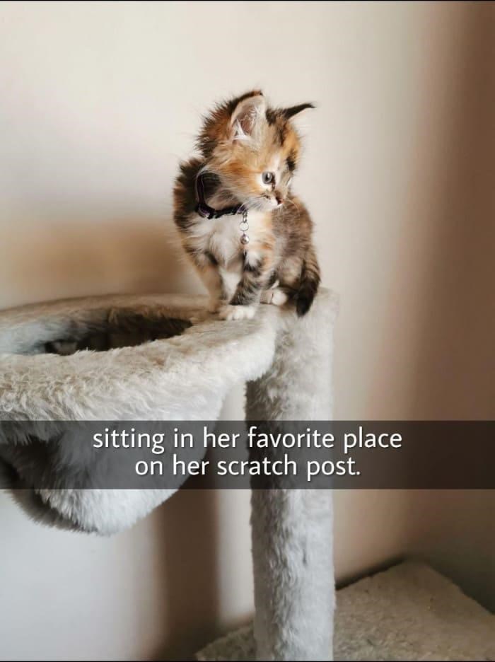 sitting in her favorite place on her scratch post.