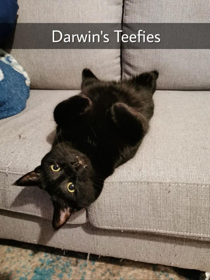 Darwin's Teefies C