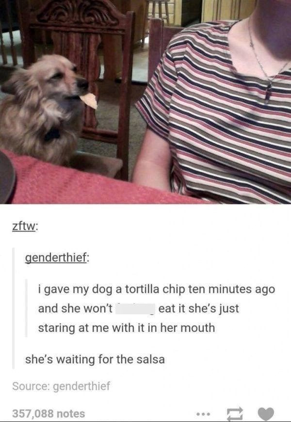 zftw: genderthief: i gave my dog a tortilla chip ten minutes ago and she won't eat it she's just staring at me with it in her mouth she's waiting for the salsa Source: genderthief 357,088 notes