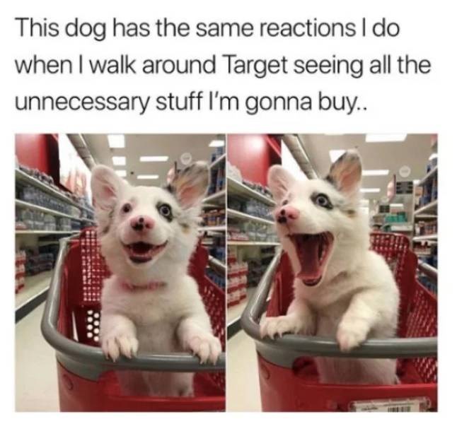 This dog has the same reactions I do when I walk around Target seeing all the unnecessary stuff I'm gonna buy..