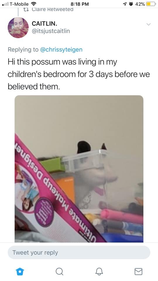 T-Mobile 8:18 PM 142% Claire Retweeted CAITLIN. @itsjustcaitlin Replying to @chrissyteigen Hi this possum was living in my children's bedroom for 3 days before we believed them. Ultimate Makeup Designe Tweet your reply Q