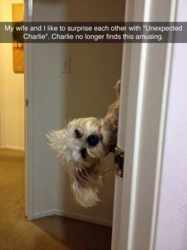 My wife and I like to surprise each other with "Unexpected Charlie". Charlie no longer finds this amusing.