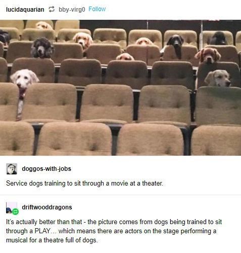 lucidaquarian bby-virgo Follow doggos-with-jobs Service dogs training to sit through a movie at a theater. driftwooddragons It's actually better than that- the picture comes from dogs being trained to sit through a PLAY... which means there are actors on the stage performing a musical for a theatre full of dogs.