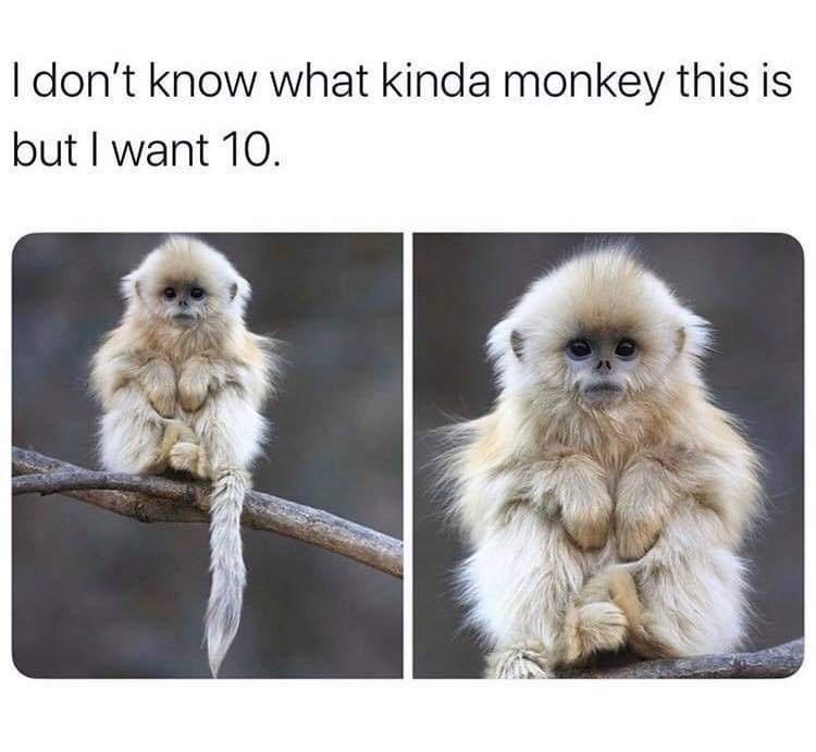 I don't know what kinda monkey this is but I want 10.