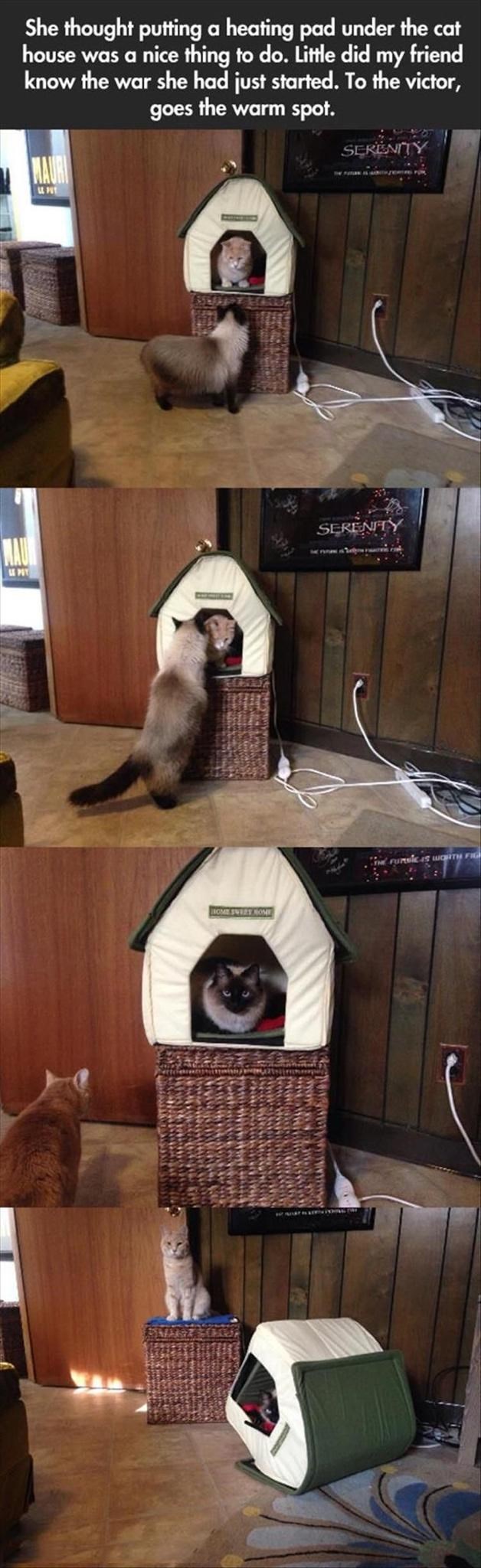 She thought putting a heating pad under the cat house was a nice thing to do. Little did my friend know the war she had just started. To the victor, goes the warm spot. LL PUT ESMARZA HOME SWEET HOME SERENITY SERENITY FunBiC IS WORTH FIG