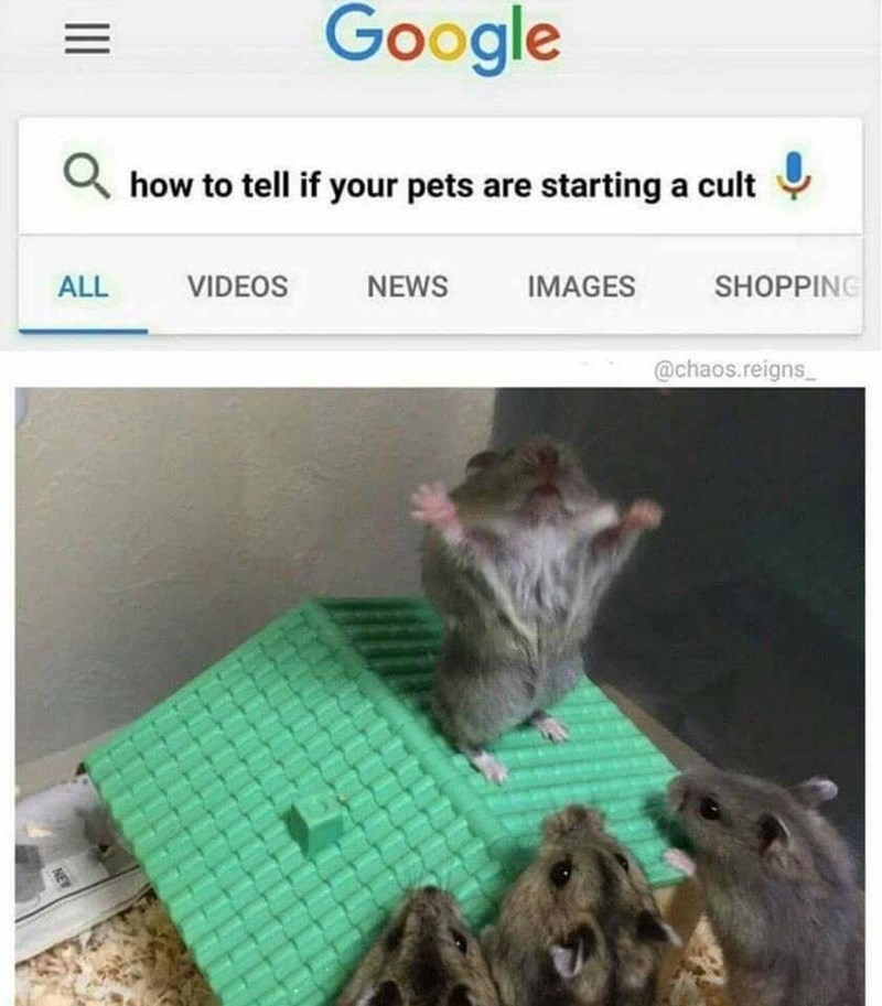 = Google how to tell if your pets are starting a cult ب ALL VIDEOS NEWS IMAGES SHOPPING @chaos.reigns_ NEW