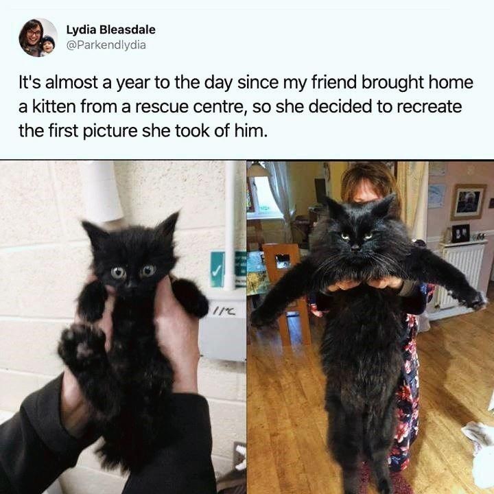 Lydia Bleasdale @Parkendlydia It's almost a year to the day since my friend brought home a kitten from a rescue centre, so she decided to recreate the first picture she took of him. //C
