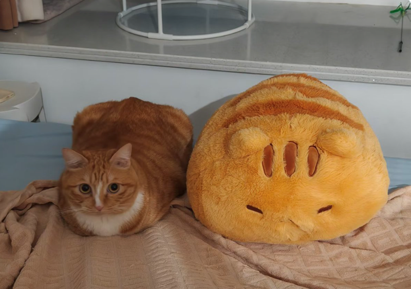 Cheezburger Image 10656676096