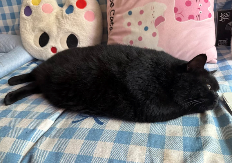 ce Cats
