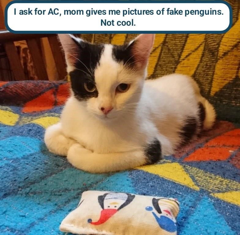 I ask for AC, mom gives me pictures of fake penguins. Not cool.