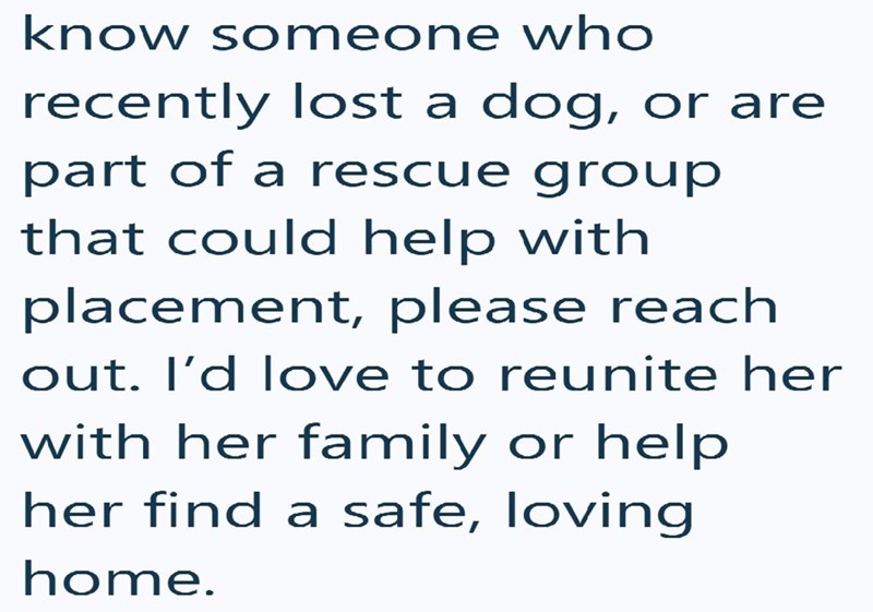 know someone who recently lost a dog, or are part of a rescue group that could help with placement, please reach out. I'd love to reunite her with her family or help her find a safe, loving home.