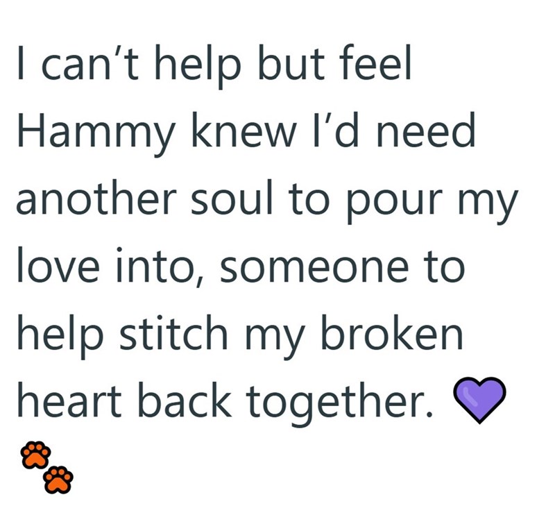I can't help but feel Hammy knew I'd need another soul to pour my love into, someone to help stitch my broken heart back together.