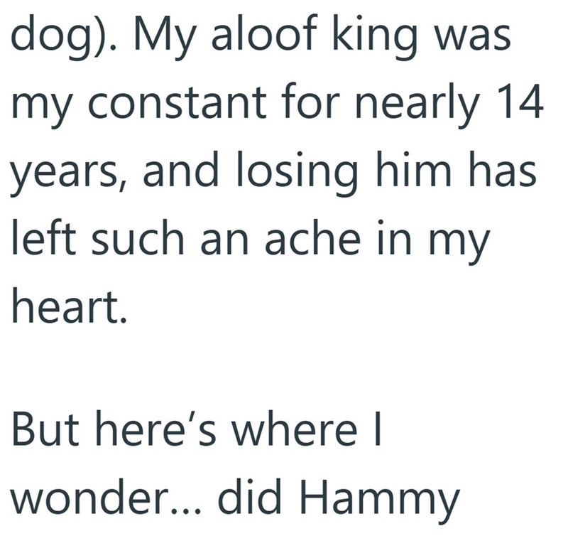 dog). My aloof king was my constant for nearly 14 years, and losing him has left such an ache in my heart. But here's where I wonder... did Hammy