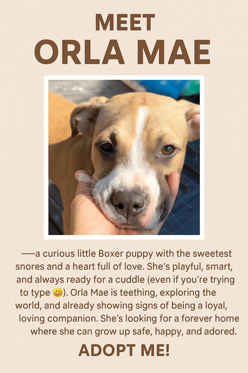 MEET ORLA MAE -a curious little Boxer puppy with the sweetest snores and a heart full of love. She's playful, smart, and always ready for a cuddle (even if you're trying to type ). Orla Mae is teething, exploring the world, and already showing signs of being a loyal, loving companion. She's looking for a forever home where she can grow up safe, happy, and adored. ADOPT ME!