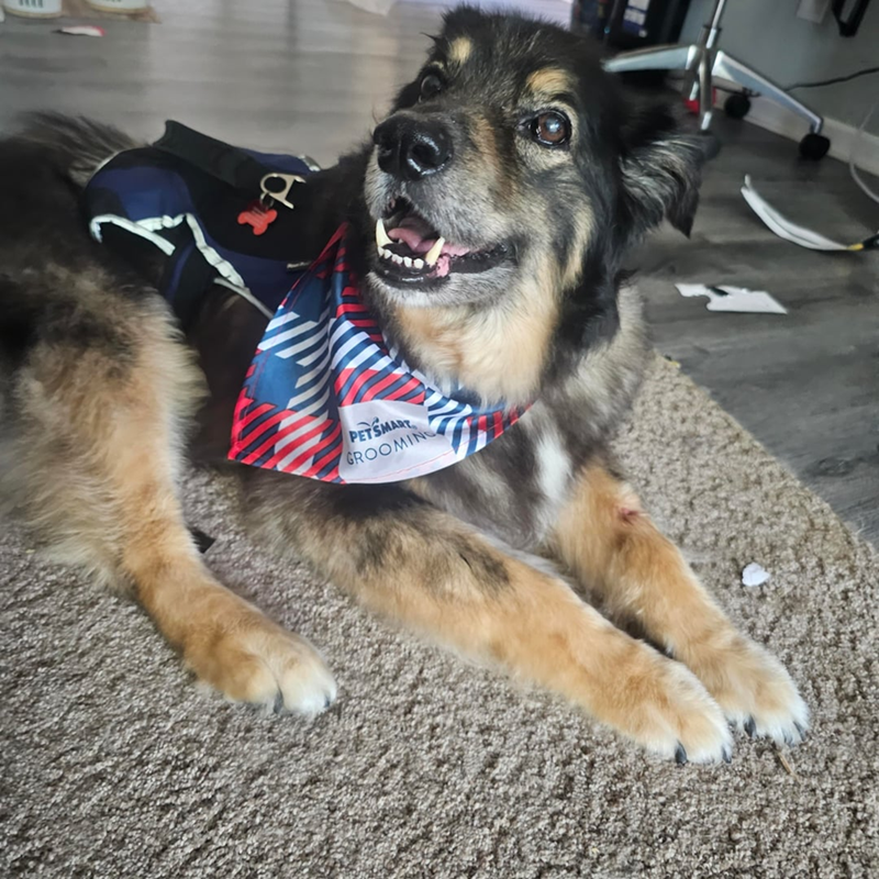 A PETSMART GROOMING