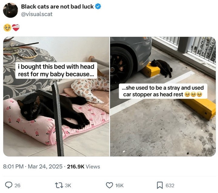 Black cats are not bad luck @visualscat i bought this bed with head rest for my baby because... 8:01 PM Mar 24, 2025 216.9K Views . 26 13K ...she used to be a stray and used car stopper as head rest 16K ☐ 632