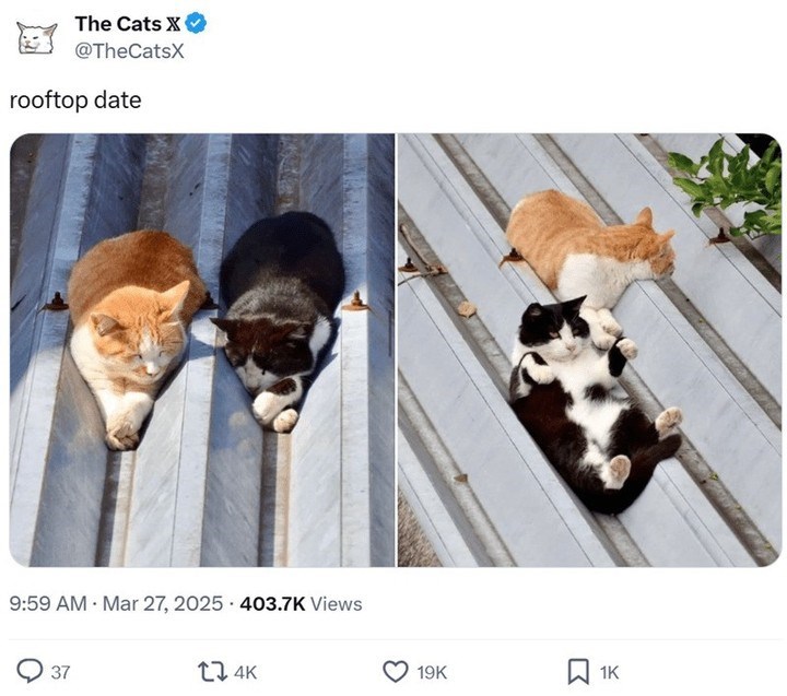 The Cats X @TheCatsX rooftop date 9:59 AM Mar 27, 2025 403.7K Views 37 14K 19K ធ 1K
