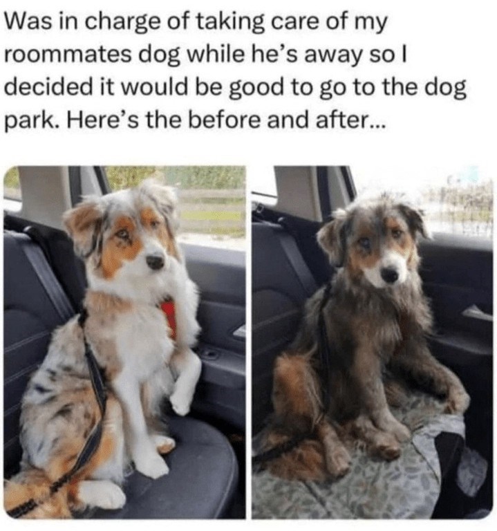 Was in charge of taking care of my roommates dog while he's away so I decided it would be good to go to the dog park. Here's the before and after...