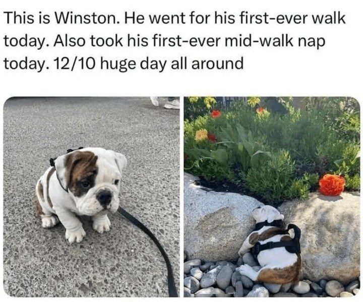 This is Winston. He went for his first-ever walk today. Also took his first-ever mid-walk nap today. 12/10 huge day all around