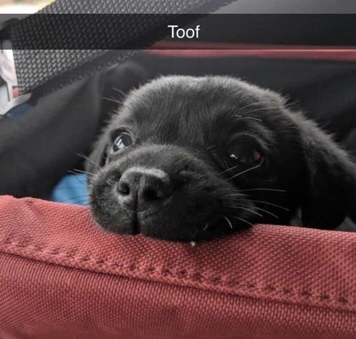 Toof