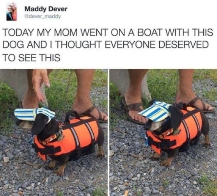 Maddy Dever @dever_maddy TODAY MY MOM WENT ON A BOAT WITH THIS DOG AND I THOUGHT EVERYONE DESERVED TO SEE THIS