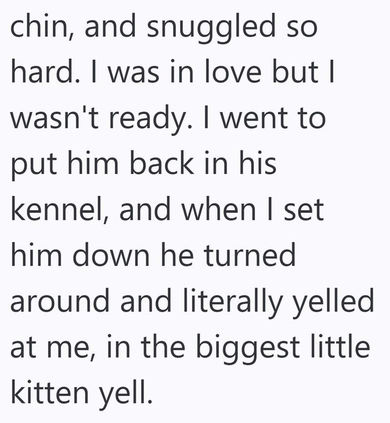 chin, and snuggled so hard. I was in love but I wasn't ready. I went to put him back in his kennel, and when I set him down he turned around and literally yelled at me, in the biggest little kitten yell.