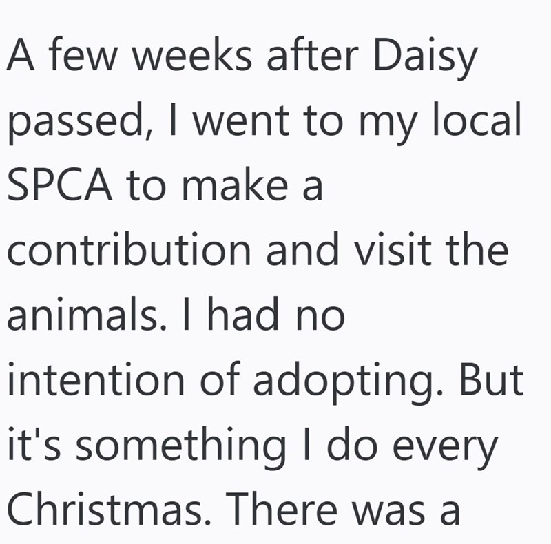 A few weeks after Daisy passed, I went to my local SPCA to make a contribution and visit the animals. I had no intention of adopting. But it's something I do every Christmas. There was a