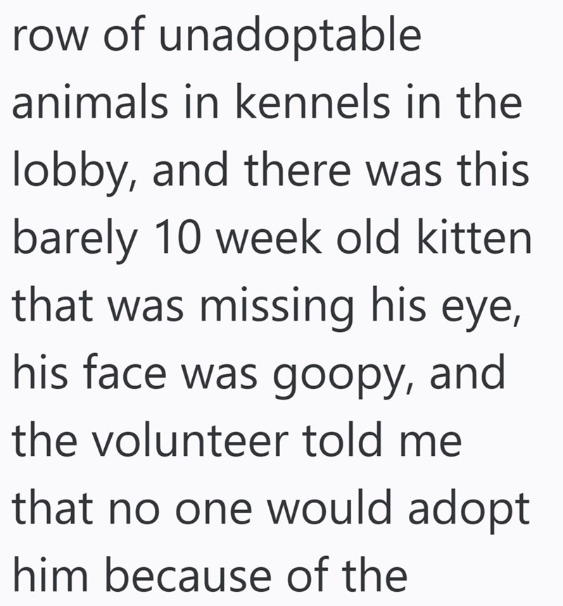 row of unadoptable animals in kennels in the lobby, and there was this barely 10 week old kitten that was missing his eye, his face was goopy, and the volunteer told me that no one would adopt him because of the