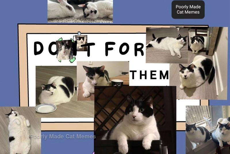 DONT FOR THEM Poorly Made Cat Memes Poorly Made Cat Memes