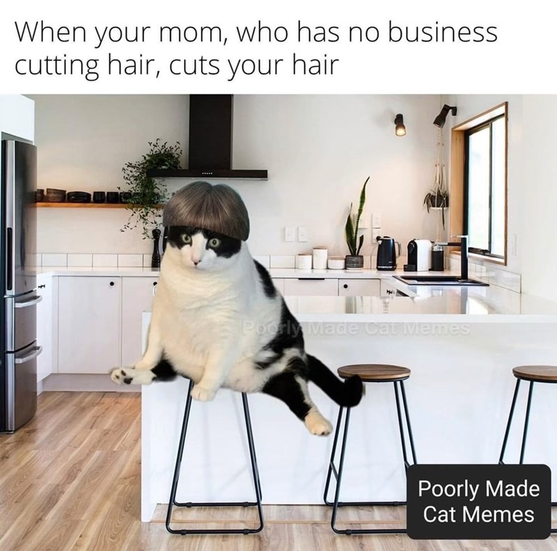 When your mom, who has no business. cutting hair, cuts your hair Poorly Made Cat Memes Poorly Made Cat Memes